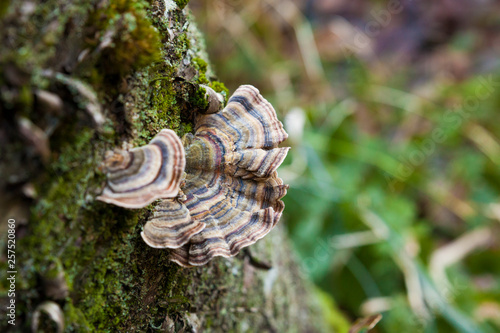 A Trametes Versicolor Growing On Dead Wood photo