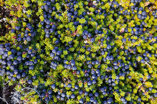 Full frame shot of blueberries photo