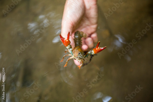 Biologist holding signal crayfish?(Pacifastacus leniusculus), Maple Ridge, British Columbia, Canada photo