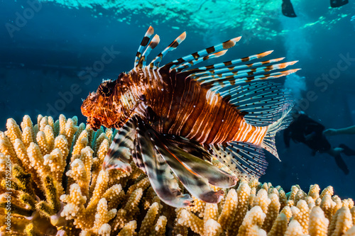 Lion fish in the Red Sea colorful fish  Eilat Israel