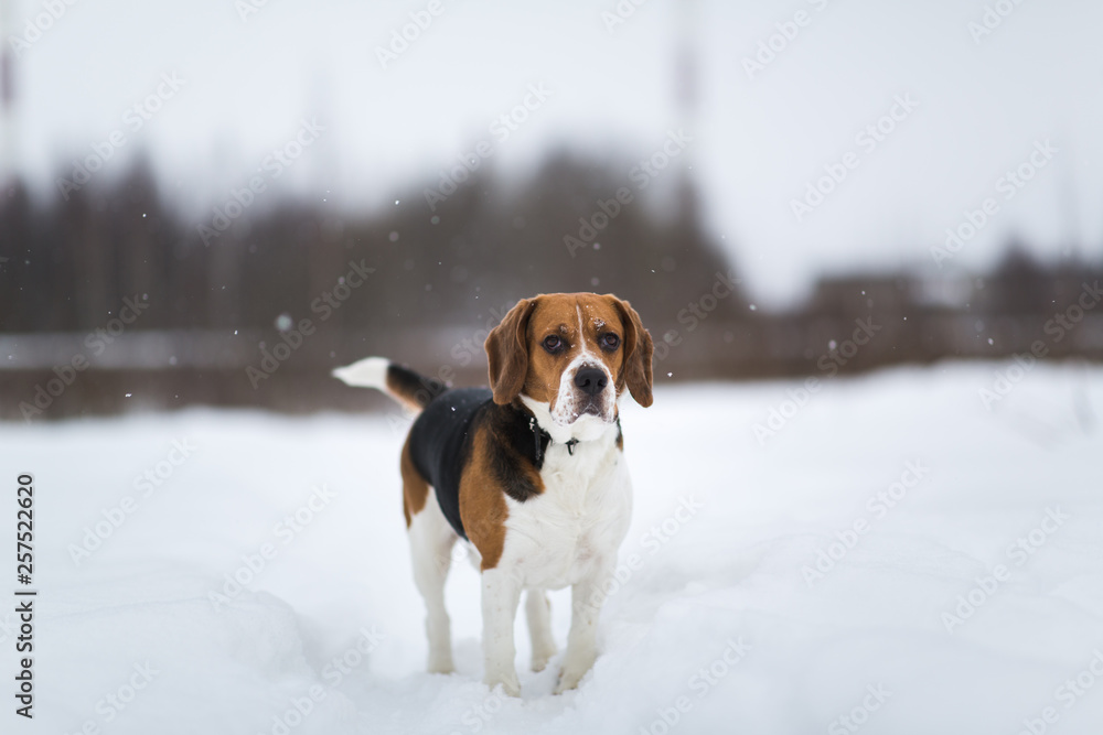 Portrait of a Beagle dog in winter, cloudy day ,sno falling