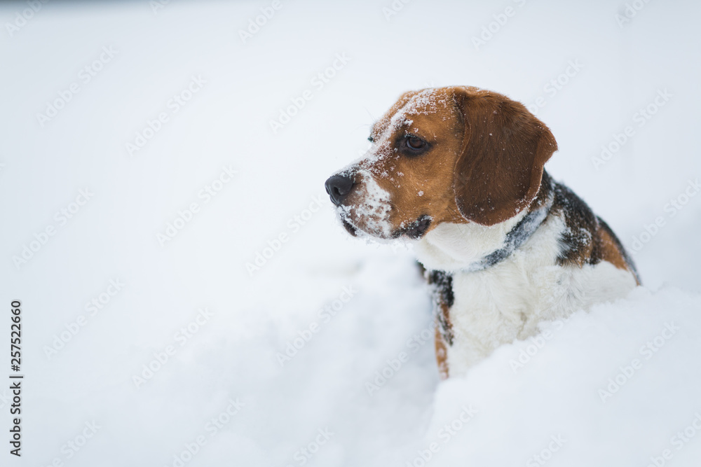Portrait of a Beagle dog in winter, cloudy day ,sno falling Portrait of a Beagle dog in winter, cloudy day ,sno falling