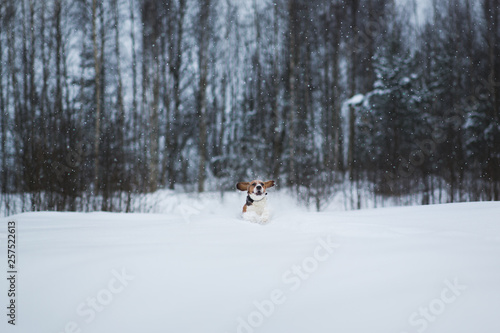 Portrait of a Beagle dog in winter. Snow is falling