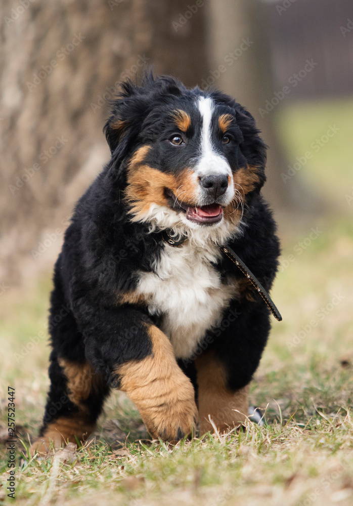 Bernese Mountain Dog puppy playing Bernese Mountain Dog puppy playing