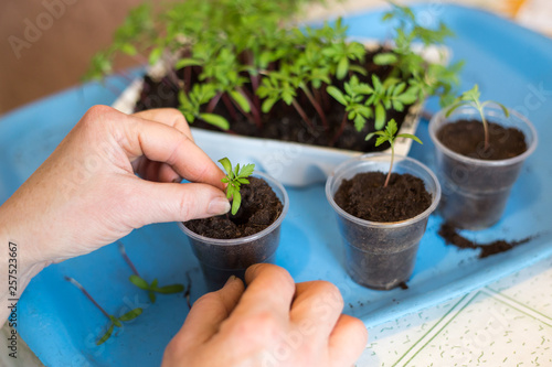 Hands seeding plants and sprouts, seedling close up. Plant cultivation concept