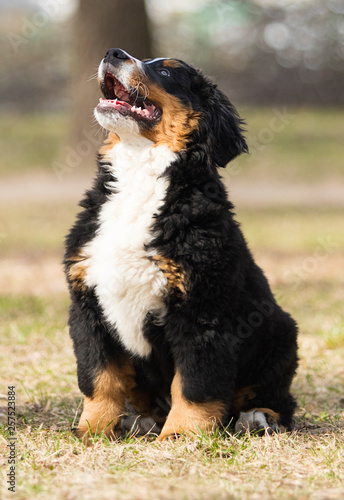 Bernese Mountain Dog puppy playing