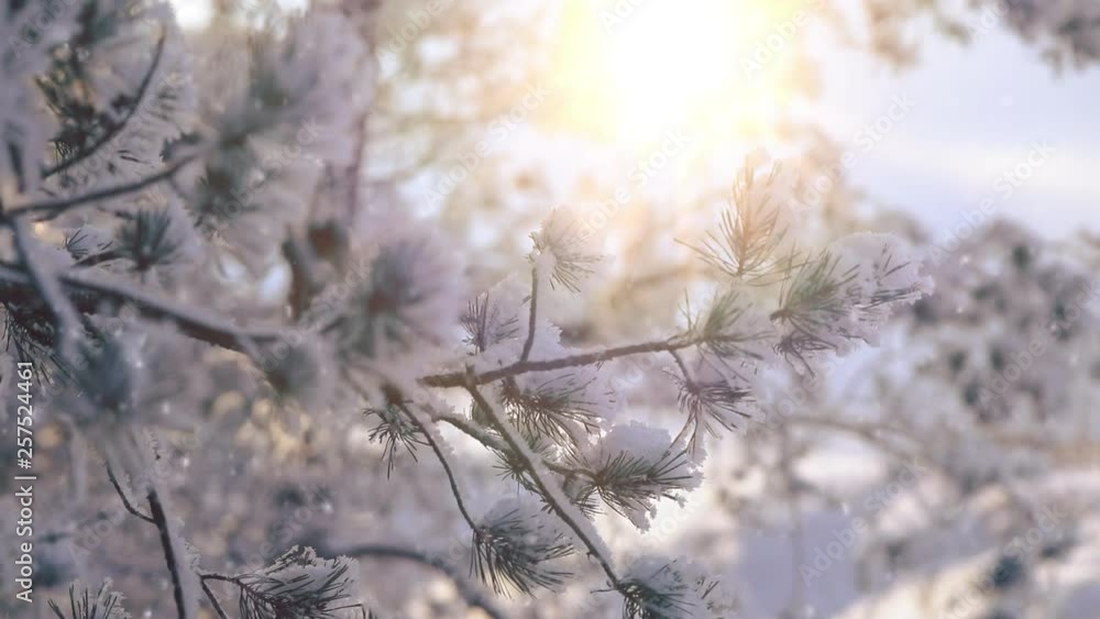 Winter christmas season background. snow falling at the fir trees branches. WInter in the forest. Winter christmas season background. snow falling at the fir trees branches. WInter in the forest.