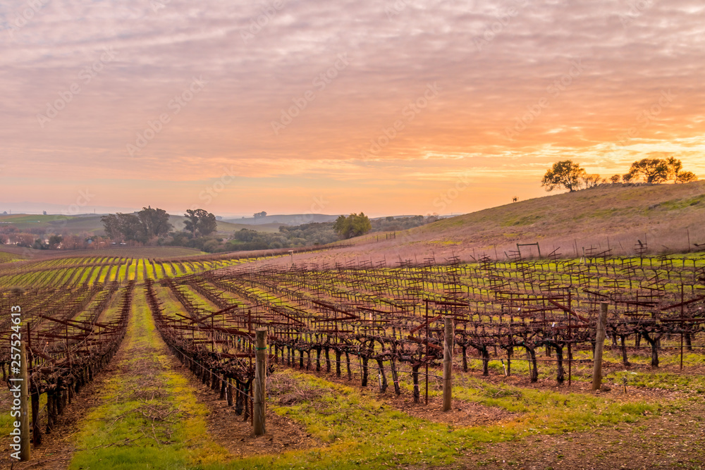 A large vineyard at sunset. A blue to magenta sky is behind the scene with row after row of bare vines comes forward. Trees are in the background.