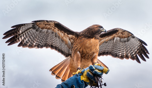 A red tail hawk is sitting on its handlers blue glove. Its wings and tail feathers are spread out. Its head is turned to the left. The background is a gray sky with some clouds. photo