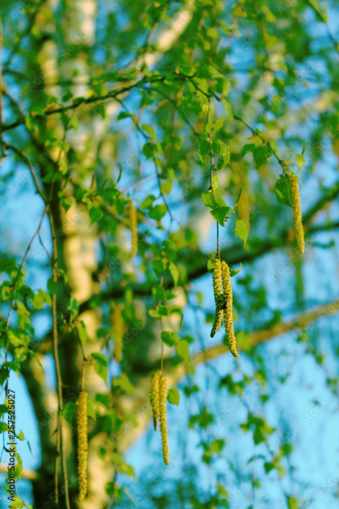 spring birch in the evening light spring birch in the evening light