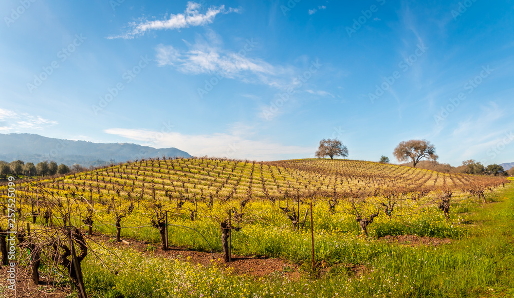 A panoramic of an early spring view of mustard growing up in a vineyard. 3 trees are at the top of the hill. Hills and blue sky with wispy clouds are behind the scene.