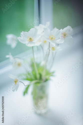 Fototapeta Naklejka Na Ścianę i Meble -  White Wood Anemone flower with yellow center in vase on blurred background on the windowsill near window