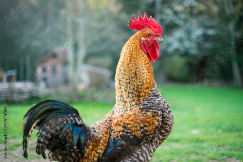Rooster, male chicken on free range poultry farm. photo