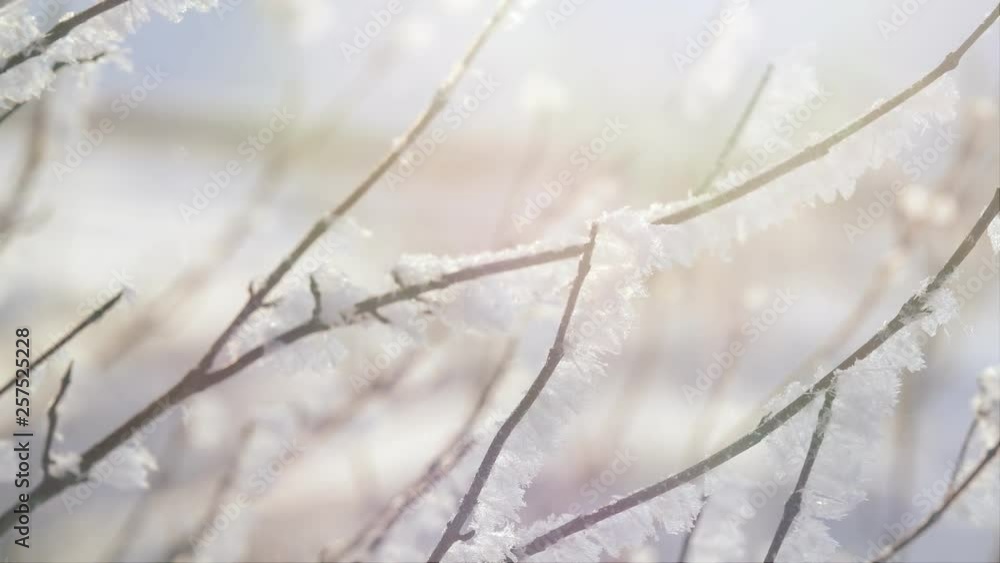 Winter christmas season background. snow falling at the fir trees branches. WInter in the forest. Winter christmas season background. snow falling at the fir trees branches. WInter in the forest.
