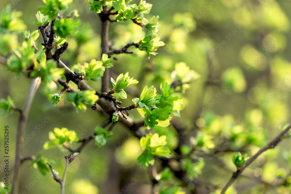 Spring leaves, fresh young leaves on branch Spring leaves, fresh young leaves on branch