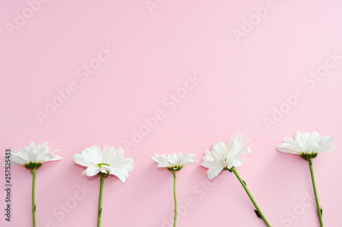 Chamomile flowers on pink pastel background. Beauty.