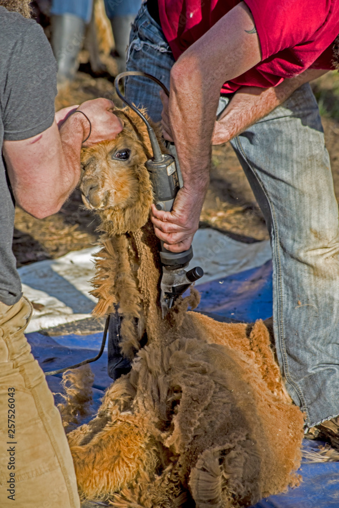 A tame Alpaca getting his hair sheared for spring.