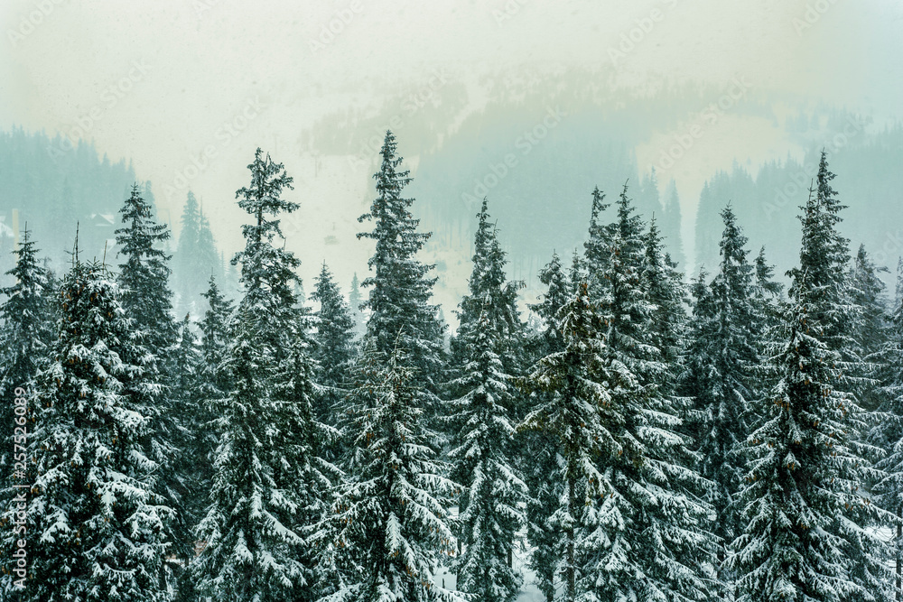 © Cavan Images - Treetops covered in snow during winter