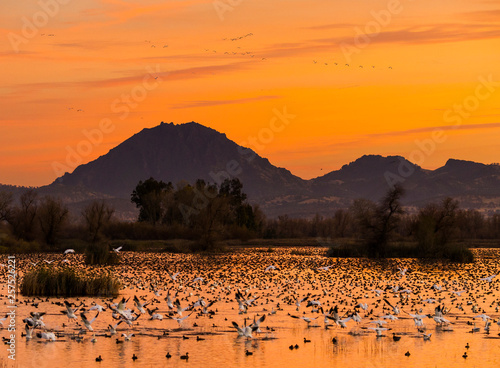 Snow Geese flying at sunset in front of the Sutter Buttes, Grey Lodge Wildlife Refuge photo