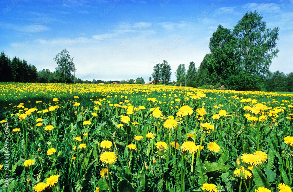 Field of dandelions on a summer day in Eastern Finland.