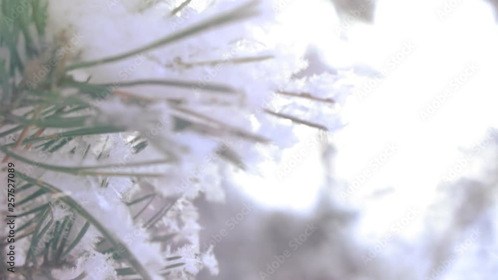 winter christmas season background. snow falling at the fir trees branches. WInter in the forest. winter christmas season background. snow falling at the fir trees branches. WInter in the forest.