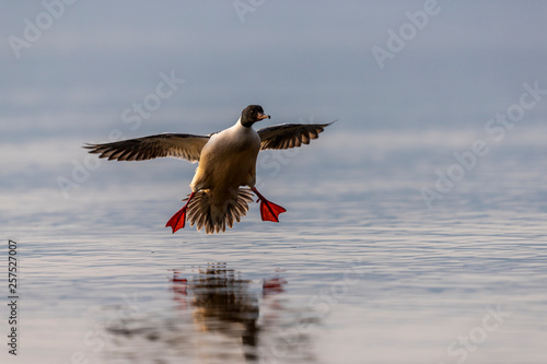 Duck landing on lake, Gland,  Vaud Canton, Switzerland