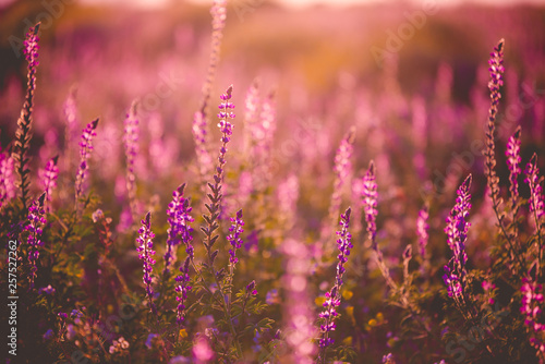 field of wild flowers