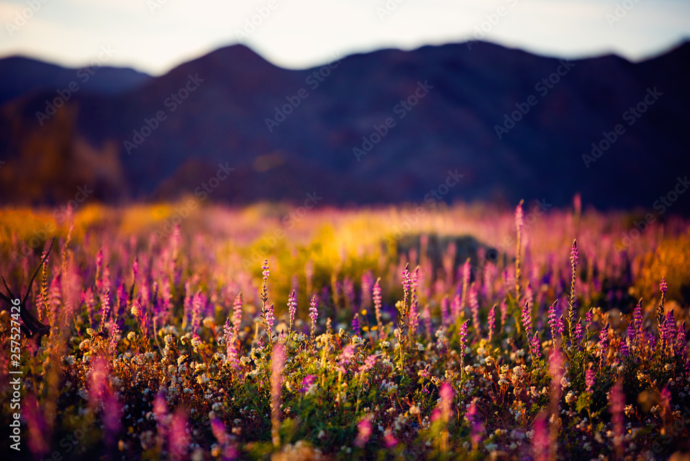 sunset over wildflowers - obrazy, fototapety, plakaty 
