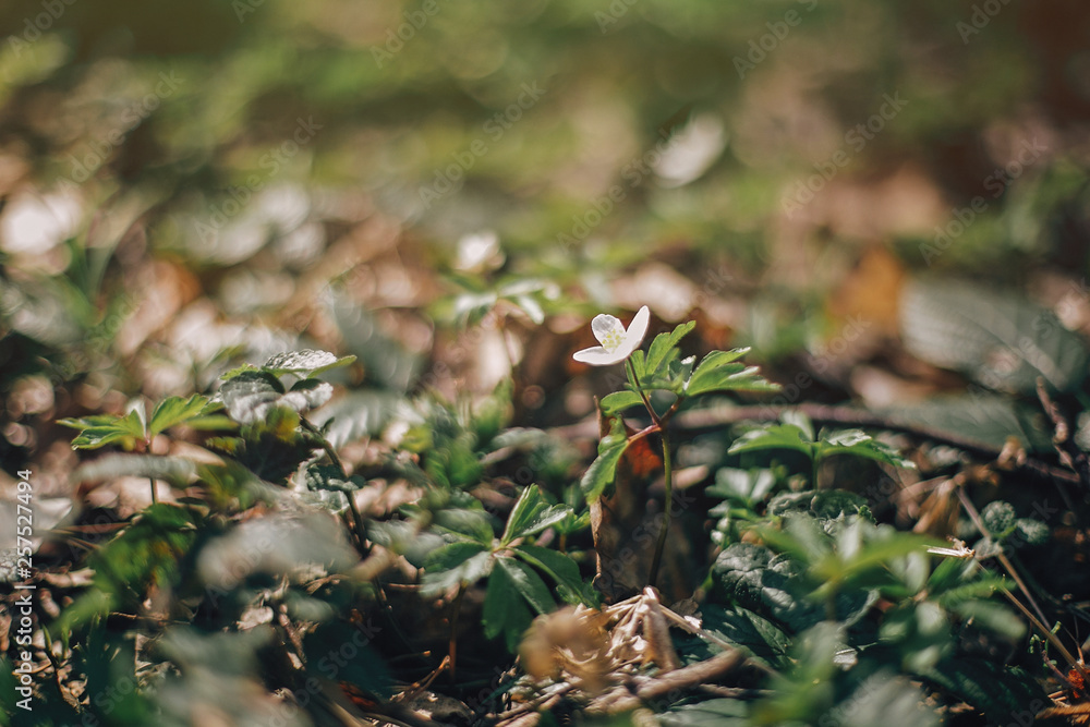 Beautiful anemone white flower in sunny spring woods. Fresh first flowers in warm sunlight in the forest. Springtime. Hello spring Beautiful anemone white flower in sunny spring woods. Fresh first flowers in warm sunlight in the forest. Springtime. Hello spring