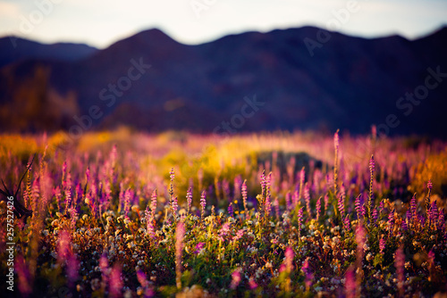 sunset over wildflowers