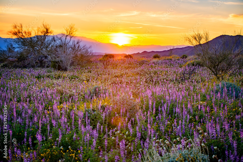 Obraz premium sunset over flower field