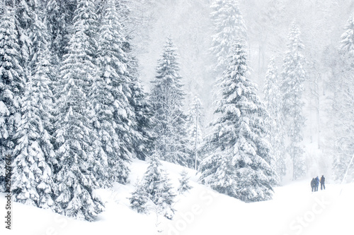Evergreen tree forest in winter, Saint-Cergue, Vaud, Switzerland