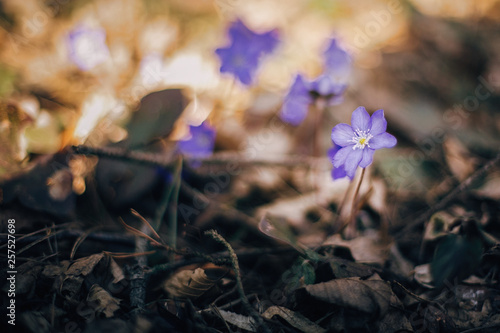 Beautiful purple flowers hepatica nobilis in sunny spring woods. Fresh first flowers in warm sunlight in the forest, selective macro focus. Springtime. Hello spring. Space for text