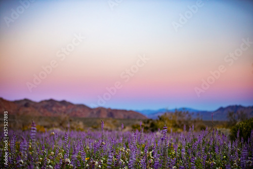 lavender sunset