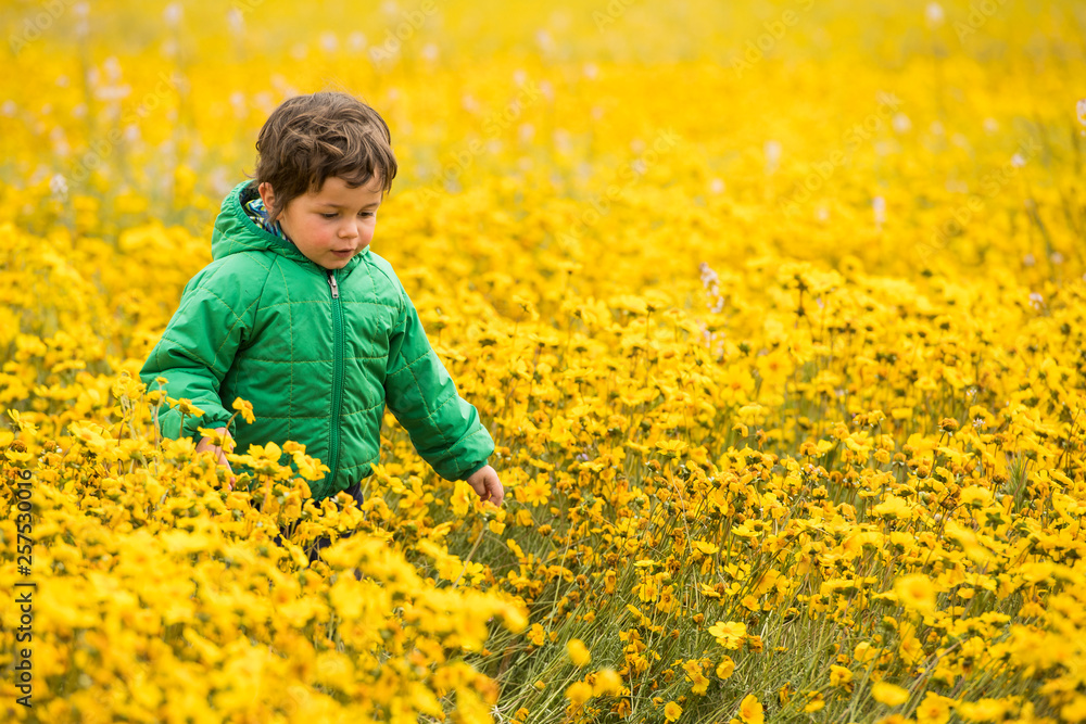 Boy in field of yellow wildflowers,?Carrizo?Plain National Monument, California, USA Boy in field of yellow wildflowers,?Carrizo?Plain National Monument, California, USA