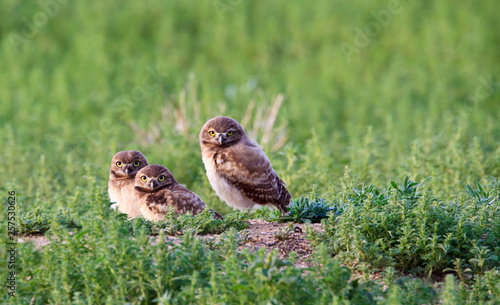 Three Burrowing Owls (Athene cunicularia) in Colorado. photo