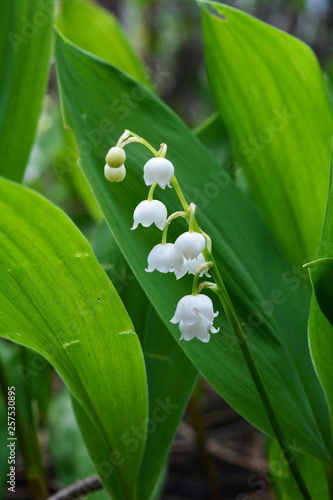 Lily of the valley. White flowers and green leaves in spring.