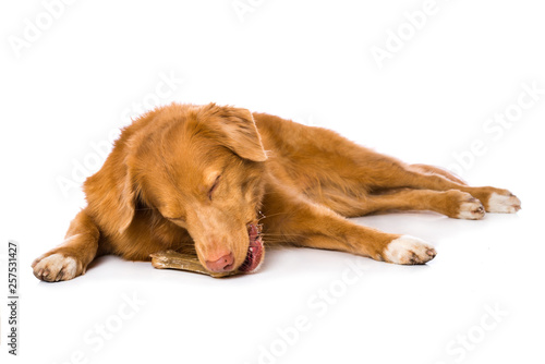 Dog is chewing a bone isolated on white background