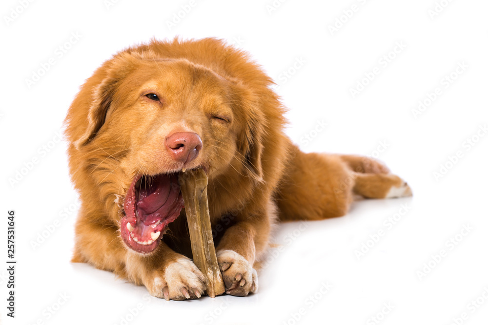 Dog is chewing a bone - obrazy, fototapety, plakaty 