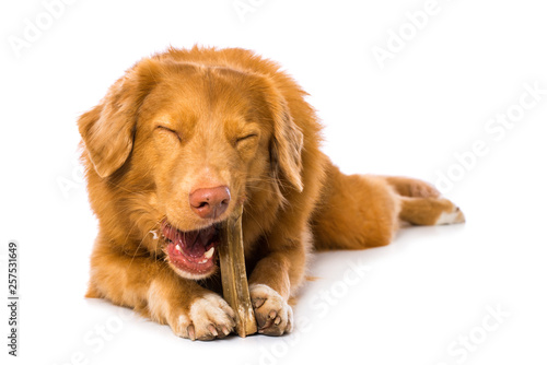 Fototapeta Naklejka Na Ścianę i Meble -  Dog is chewing a bone isolated on white background