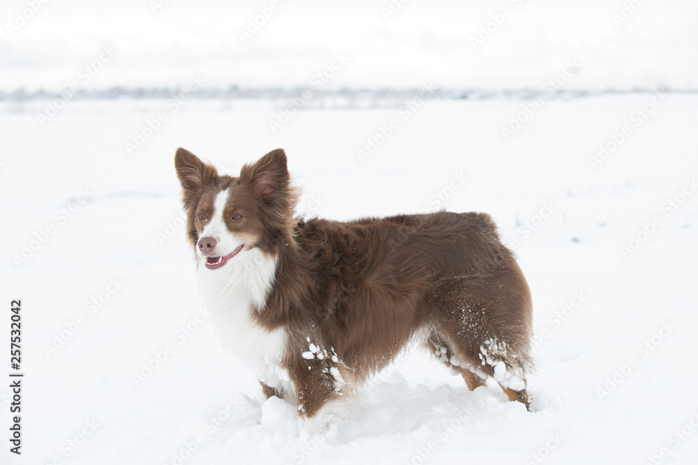 An Australian Shepherd standing contently in a snowy field in Denver, Colorado. An Australian Shepherd standing contently in a snowy field in Denver, Colorado.