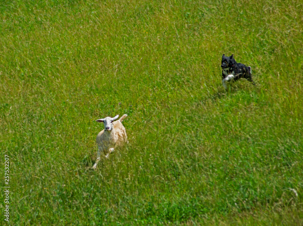 A stray sheep being herded by a Border Collie Dog.