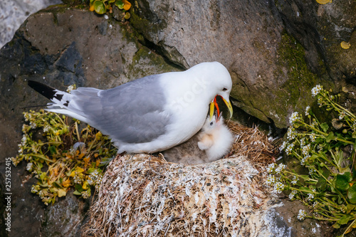 Kittiwake with chicks in nest, Grimsey Island, Iceland photo