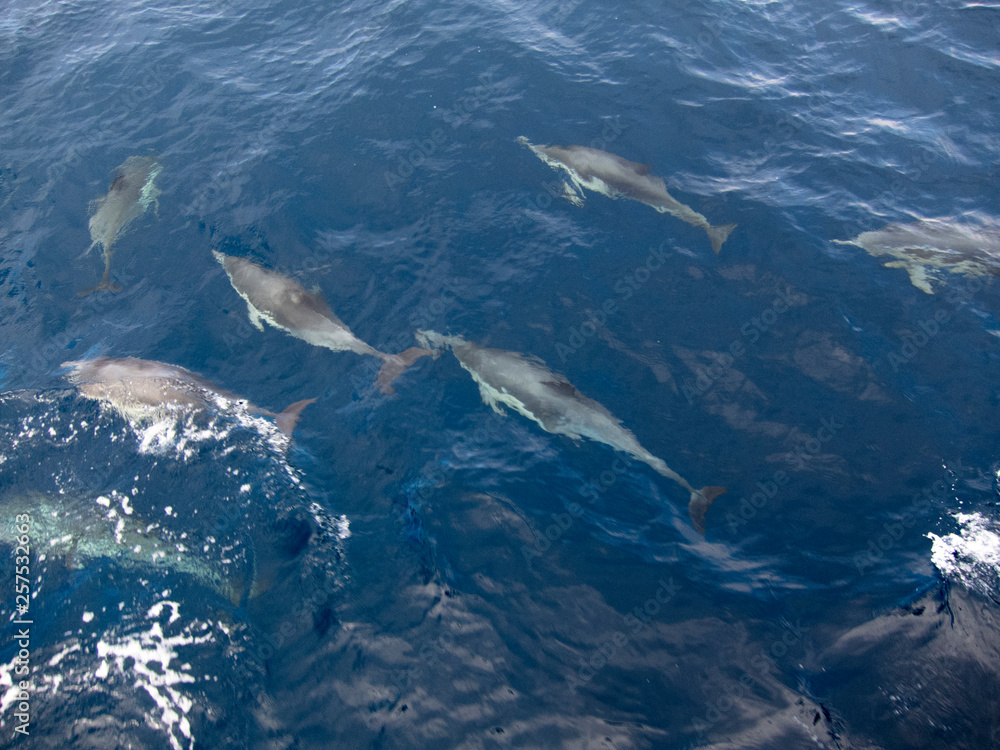 A pod of dolphins swim along a boat in the Channel Islands National Park, California. A pod of dolphins swim along a boat in the Channel Islands National Park, California.