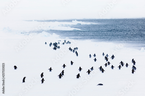 Colony of Adelie penguin (Pygoscelis adeliae) during blizzard