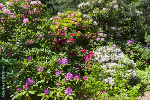 Blooming multicolored rhododendrons. © Sergey Rybin