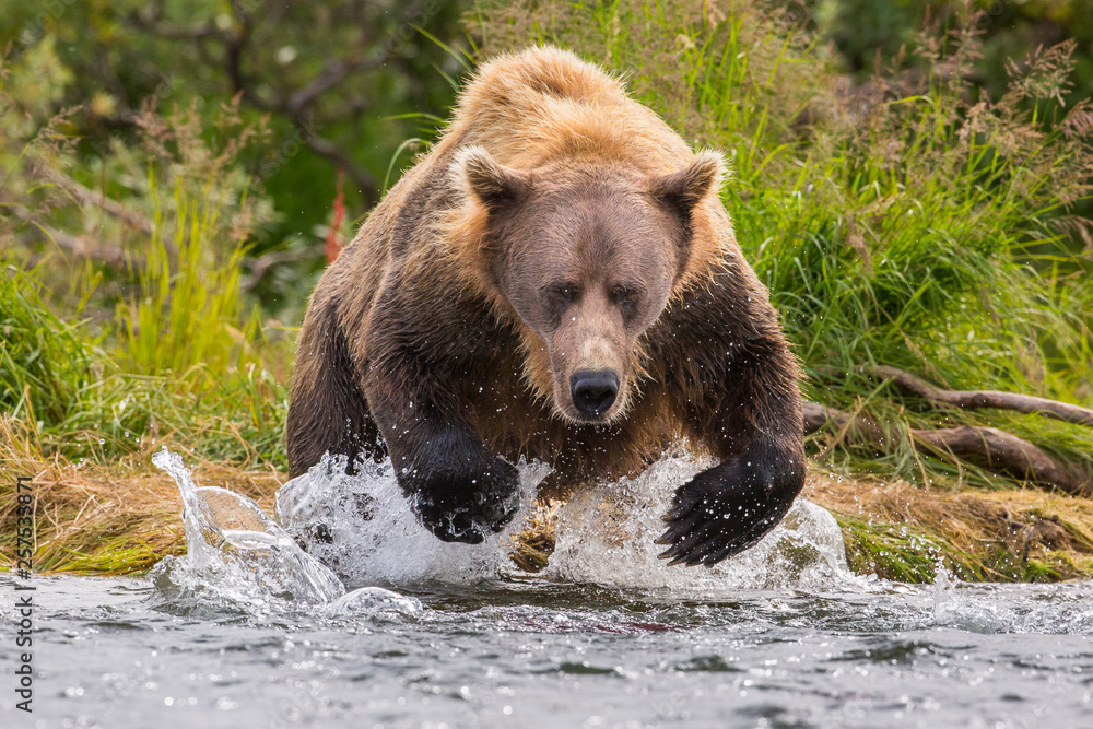 Alaska Peninsula brown bear (Ursus arctos horribilis) hunting for salmon, Katmai National Park, Alaska, USA Alaska Peninsula brown bear (Ursus arctos horribilis) hunting for salmon, Katmai National Park, Alaska, USA