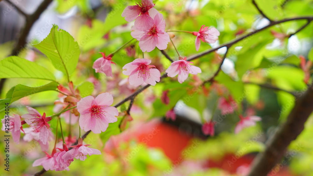 Obraz premium 車折神社の河津桜