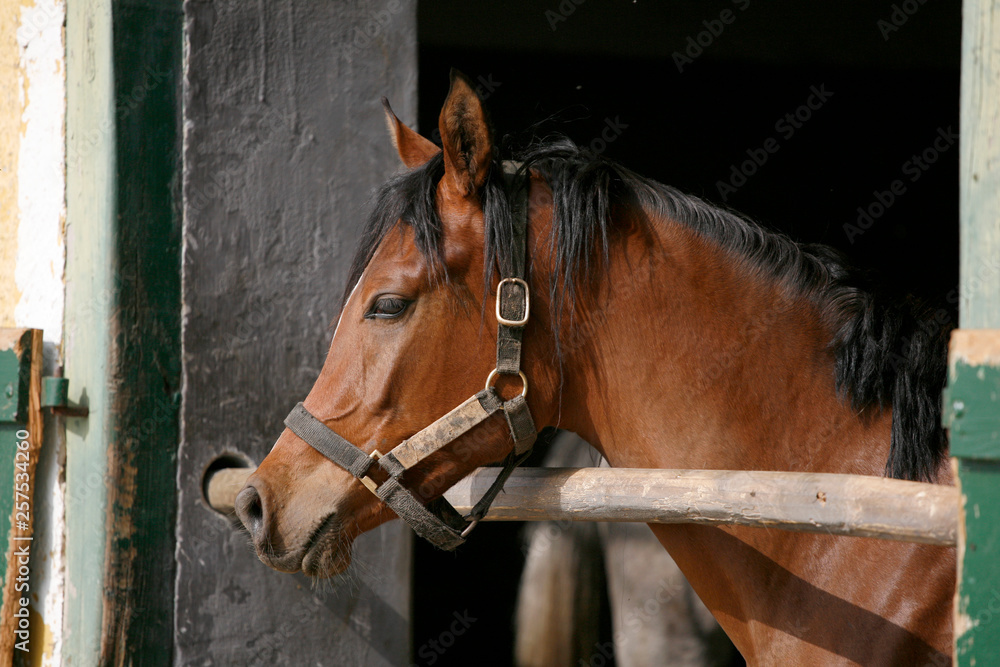  Portrait closeup of a thoroughbred horse in the barn door