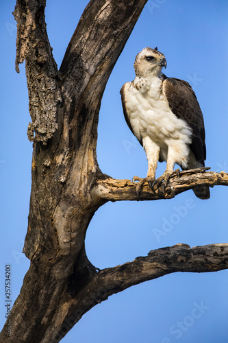 Martial eagle (Polemaetus bellicosus) perching on branch, Sabi Sands Game Reserve, Mpumalanga, South Africa photo